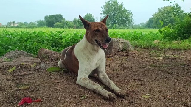 Indian pariah dog standing under tree shade near green agricultural field in rural village