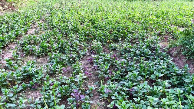 Basella alba commonly known as Malabar spinach or Puishak in Bengal, is a nutritious green leafy vegetable and a traditional remedy used in herbal medicine.