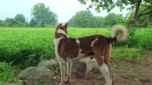 Indian pariah dog standing under tree shade near green agricultural field in rural village