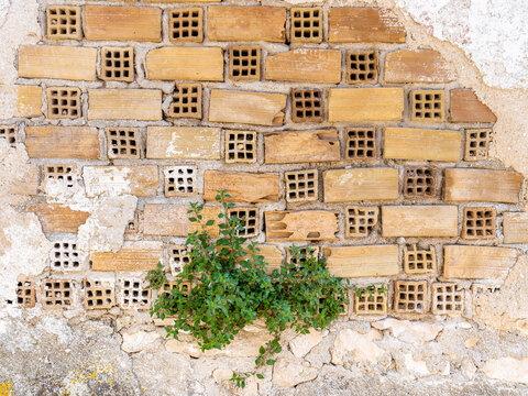 Alte Wand oder Mauer mit hohlen Ziegeln an der der Putz abgeplatz ist und das Unkraut w&auml;chst