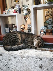 catCat on the windowsill © DaShee