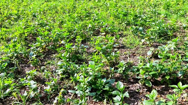 Basella alba commonly known as Malabar spinach or Puishak in Bengal, is a nutritious green leafy vegetable and a traditional remedy used in herbal medicine.