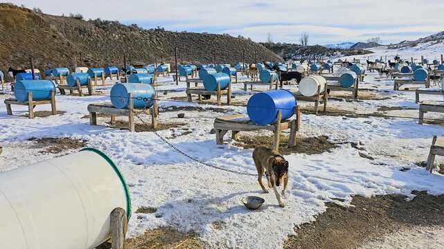 Expansive husky kennel spreads across a snow-covered valley, with sled dogs positioned among blue barrel homes, rustic wooden platforms, fences, and rolling winter mountains in the distance.
