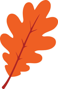 Autumn Maple Leaf Vector Illustration Isolated on White Background, Colorful Orange Yellow and Red Fall Foliage, Seasonal Nature and Botanical Design