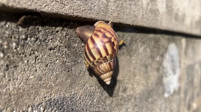 Snail's slow journey on textured wall: A close-up shot reveals a snail with a patterned shell inching its way up a rough, concrete surface.