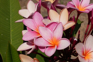 Obraz premium pink frangipani flowers