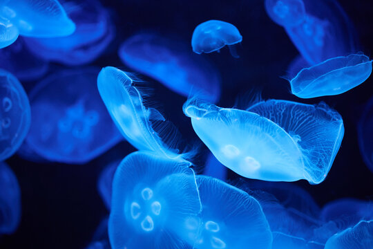 blue glowing jellyfish in deep sea water