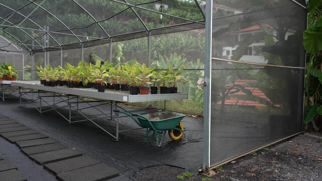 Cinematic push-in shot toward nursery tables filled with different banana species in Lugar de Baixo. The camera reveals diversity in leaf shape, size, and colour, emphasising scientific cultivation.