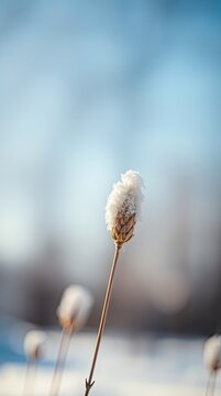 A single plant stem stands tall in winter covered in snow. The background shows a soft blur of winter colors hinting at a cold season