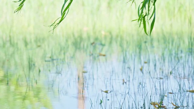 Green weeping willow leaves swaying in the gentle wind over water. Soft natural foliage background footage for relaxation and nature projects