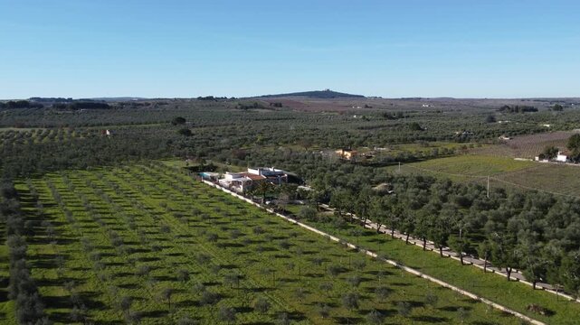 Olive grove fields aerial view in sunny Apulia countryside drone shot