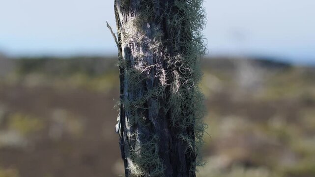 Close Up View of Lichen Growing on Weathered Tree Bark in Bright Sunlight Hawaii