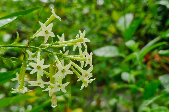 Night blooming jasmine flowers with water drops, fresh green nature. Close up macro of wet Cestrum nocturnum blooms after spring rain.