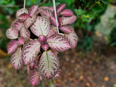 Pink Episcia cupreata flame violet hanging potted plant with patterned leaves, blurred natural background.