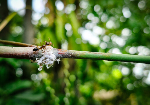 ​​Macro ant and white mealybugs on green plant stem symbiosis, mutualism insect farming behavior in nature with blurred bokeh background.