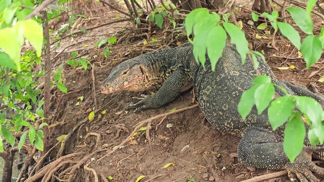 Two lizards remain motionless on earthy forest floor, framed by foliage during wildlife observation. Large monitor lizards share one shaded habitat, with textured scales and alert heads visible.