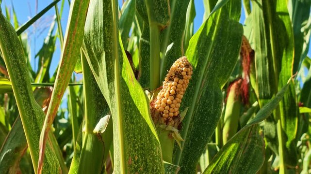 Close-up of a developing maize ear surrounded by broad green leaves and tassels in a cultivated cornfield, showing rows of rounded kernels and healthy agricultural growth, camera push-in