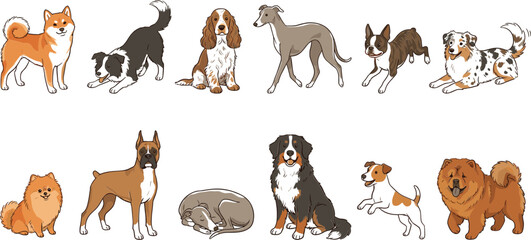 Fototapeta premium Diverse dog breeds collection with various coat patterns and sizes on white background set