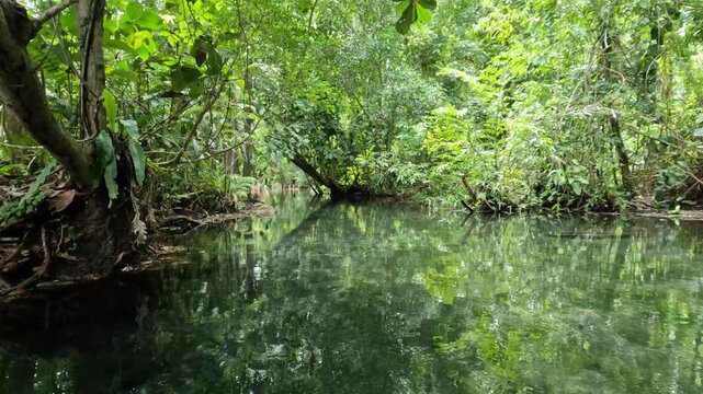Serene Headwater Forest Stream with Clear Green Water in Ban Nam Rad, Surat Thani, Thailand