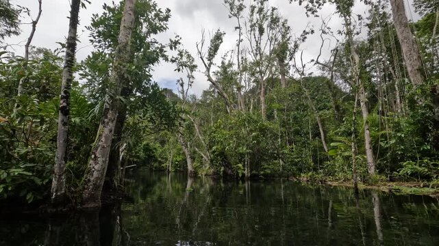 Lush Headwater Forest and Tranquil Water Reflections in Ban Nam Rad, Surat Thani, Thailand