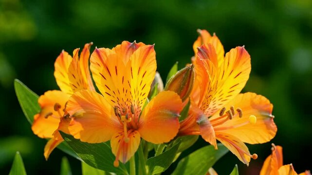 Vibrant orange alstroemeria flowers blooming in garden, close-up macro shot peruvian lily orange flowers