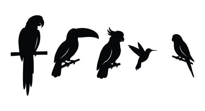 Black silhouettes of various tropical birds including a parrot and hummingbird against a white background avian cockatoo