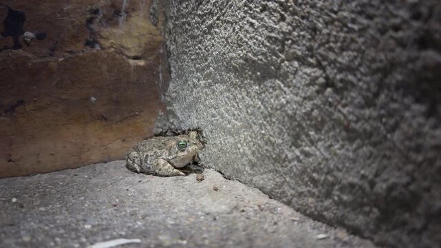 Camouflaged Toad Resting by Stone Wall at Night
