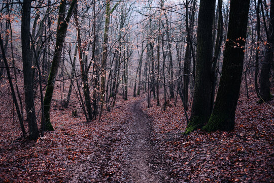 Winding path through autumn forest with mist