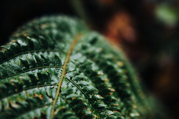 Green fern leaf showing natural texture and vibrant growth © Zoran Jesic