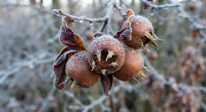Cluster of Ripe Medlar Fruits (Mespilus germanica) Covered in Crystalline Frost on a Bare Branch in Late Autumn