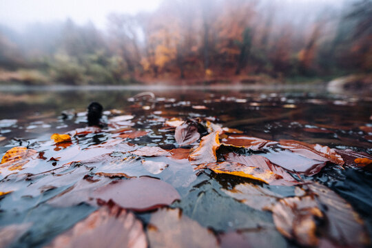 Autumn leaves floating on lake water on a foggy day