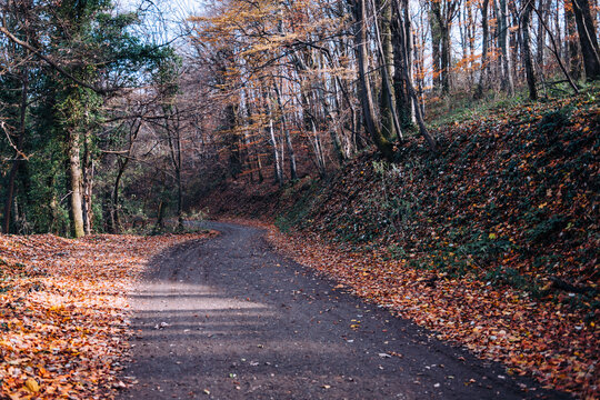 Winding forest path during autumn season