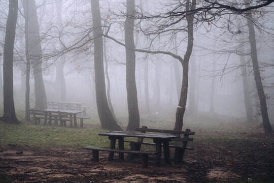 Picnic tables in foggy forest on a misty morning