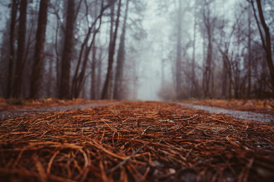 Foggy autumn forest path with fallen pine needles