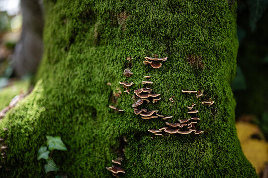 Green moss growing on tree trunk with fungi