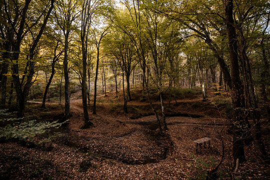 Forest path winding through autumn leaves and trees