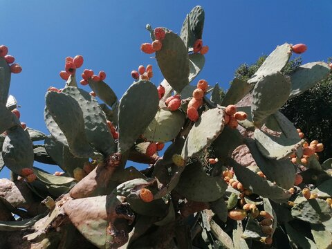 cactus in the desert