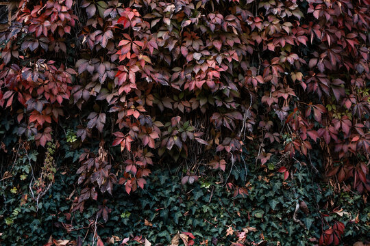 Autumn foliage on wall showing red and green ivy