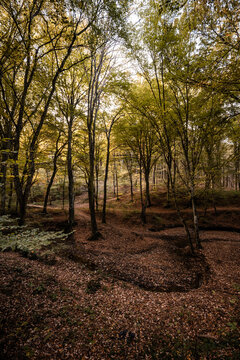 Autumn forest with sunlit trees and fallen leaves