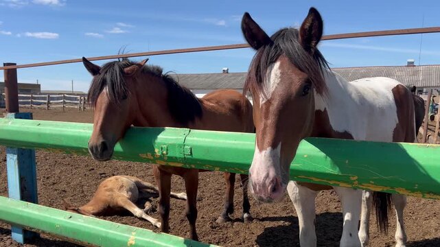 Two horses standing behind a green fence in an outdoor paddock. Rural farm scene illustrating equine care, livestock management, animal husbandry and horse keeping.