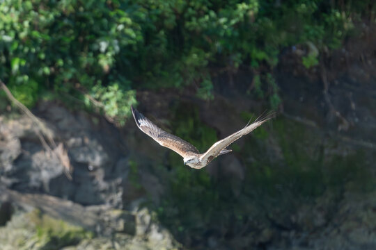 Long-legged Buzzard (Buteo rufinus) in flight, showcasing its broad wings and distinctive plumage against the natural sky. 