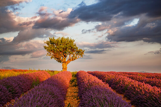Lavender field with single tree in Provence France at sunset, purple rows and dramatic sky over rural countryside landscape.
