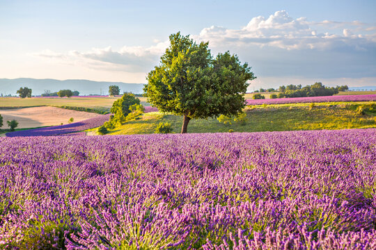 Lavender fields in Provence France with rows of blooming purple flowers under blue sky, scenic summer landscape, agriculture and travel destination.
