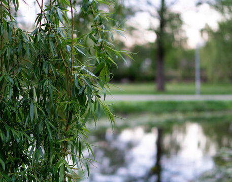 A graceful willow branch with long, slender green leaves hanging over the calm water of a park lake. 