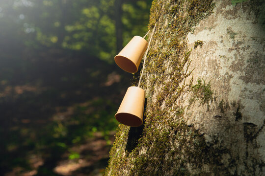 Paper cups in the forest.