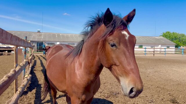 Close-up of a brown horse standing beside a fence in an outdoor paddock. Equine farm scene illustrating livestock care, animal husbandry, rural agriculture and horse management.