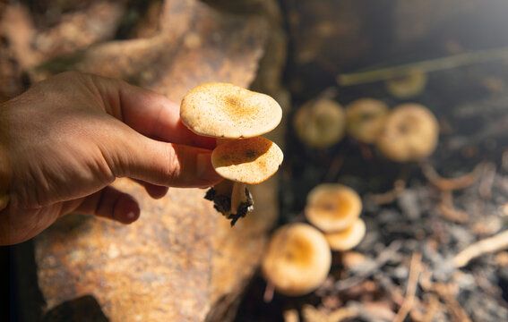 Mushroom in forest in the autumn time.