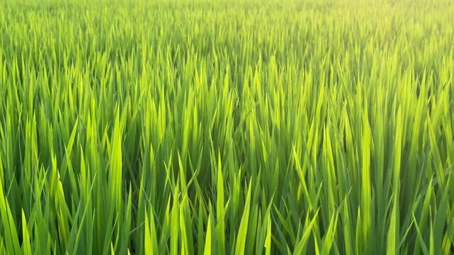 Gentle Breeze Swaying Green Rice Plants in Sunlit Paddy Field