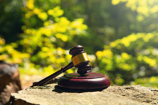 Judge gavel in the forest background.