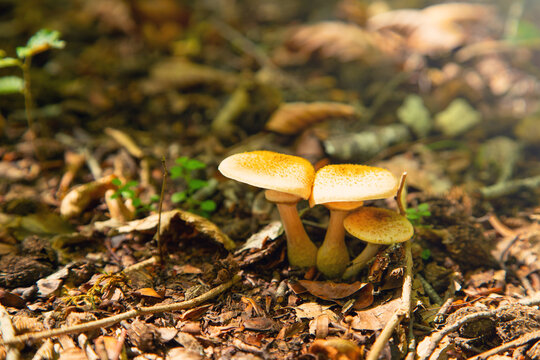 Mushroom in forest in the autumn time.